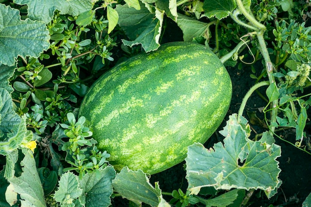 Melancia listrada verde madura amadurece em uma cama de jardim melancia listrada cresce em melões em grama verde