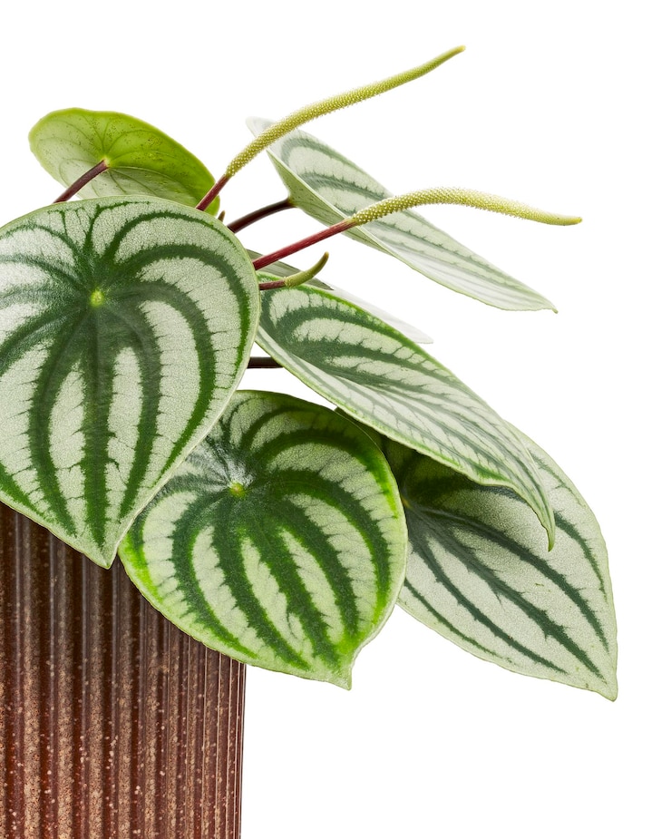 Foto melancia peperomia em vaso peperomia sandersii planta isolada em fundo branco