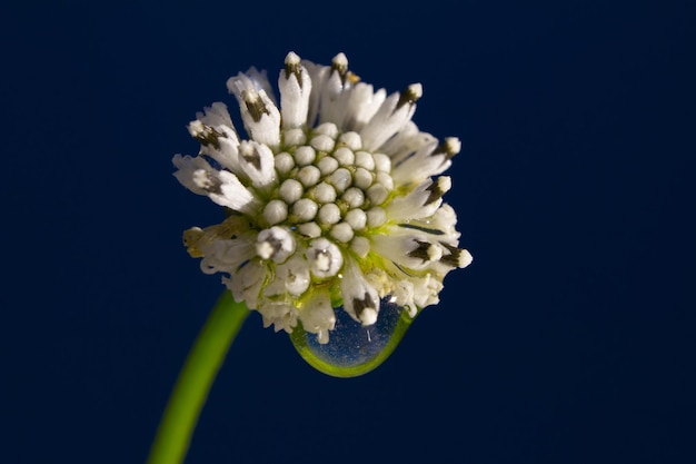 Melanthera nivea em fundo azul escuro