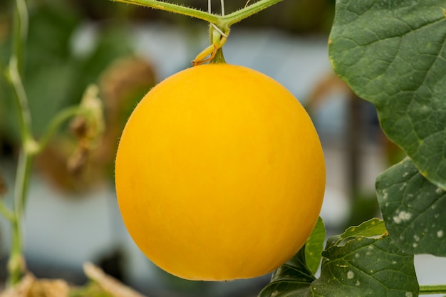 Melão amarelo melão plantas crescendo no jardim