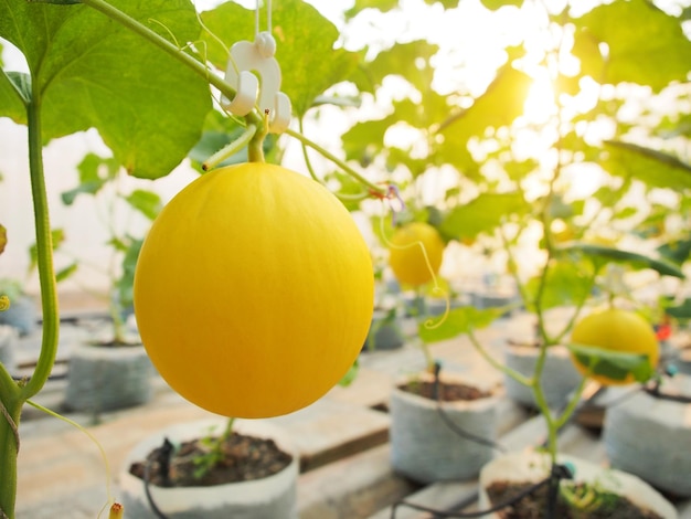 Melão amarelo pendurado na árvore na fazenda de estufa de orgânicos