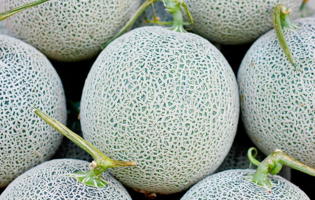 Melão cantaloupe close up