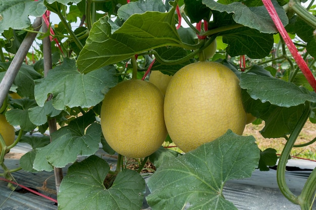 Melão dourado fresco pendurado na árvore na fazenda ao ar livre