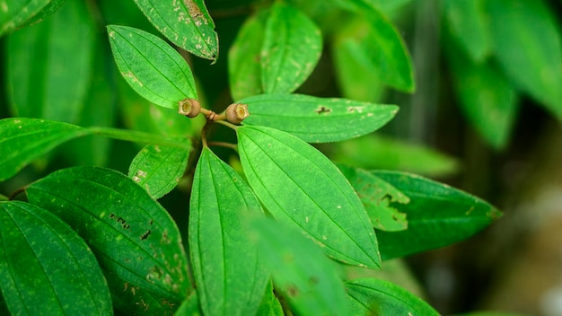 Melastoma malabathricum Melastomataceae Pflanze Blätter und die Früchte Nahaufnahme