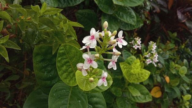 Melastomataceae ist ein Mitglied der Familie der Blütenpflanzen.