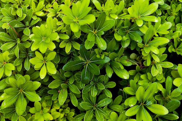 Melastome família, bela planta erythroxylaceae com suculentas folhas verdes