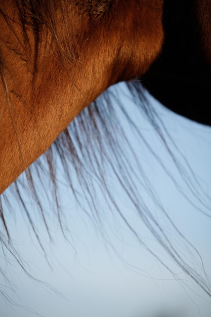 Foto la melena de caballo de cerca