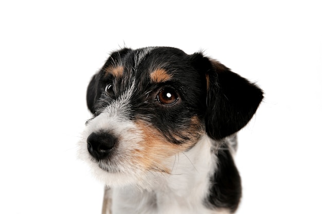 Melhor amigo. O cachorrinho Jack Russell Terrier está posando. Cachorrinho brincalhão fofo ou animal de estimação brincando no fundo branco do estúdio. Conceito de movimento, ação, movimento, amor de animais de estimação. Parece feliz, encantado, engraçado.