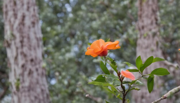 Foto melhor incrível maravilhoso esta foto tirar esta foto para o seu trabalho ai gerado top foto linda