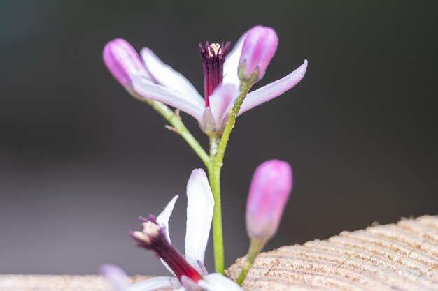 Melia azedarach (Chinaberry-Baum) Hintergrund