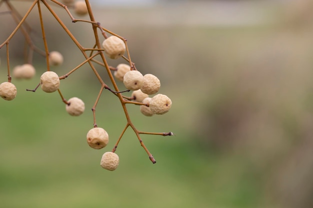 Melia azedarach contas de árvore de chinaberry com fundo desfocado frutos secos brancos em um ramo no inverno