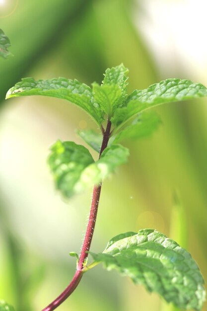 Melissa officinalis Blätter im Garten