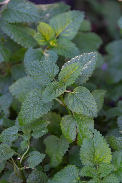 Melissenminzblätter frisch aus dem Garten