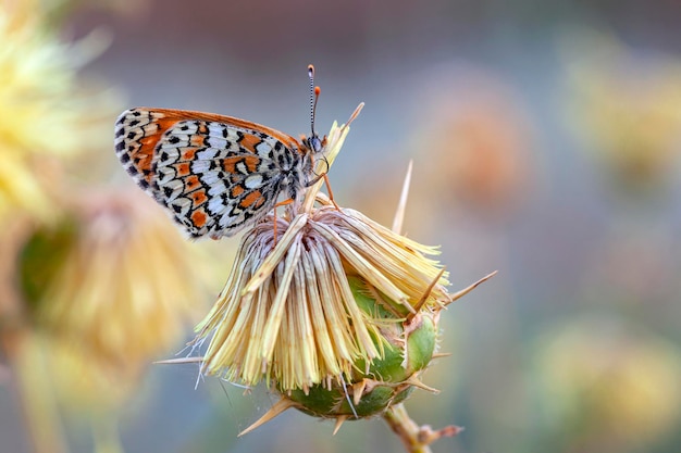 Melitaea é um gênero de borboletas com pés de escova,,,