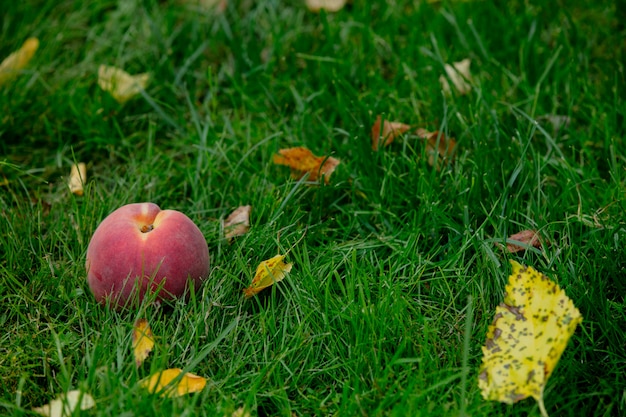 Melocotón nectarina fresca sobre la hierba verde en el jardín