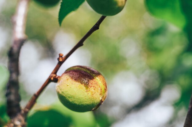 Foto el melocotón verde en un árbol el fondo de la primavera