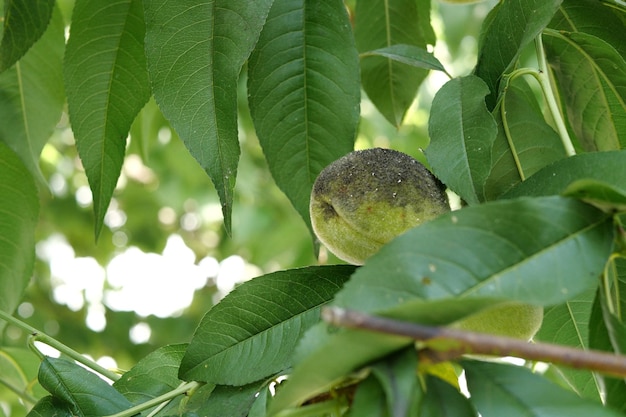 melocotón verde que crece en una rama en un día soleado