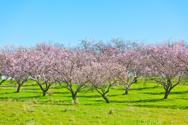 Melocotoneros florecientes rosados en primavera