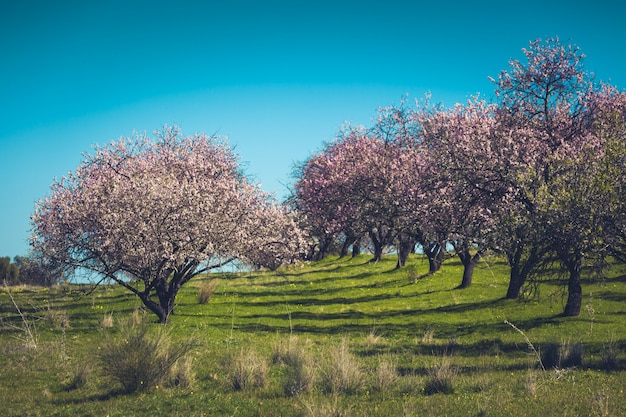 Melocotoneros florecientes rosados en primavera