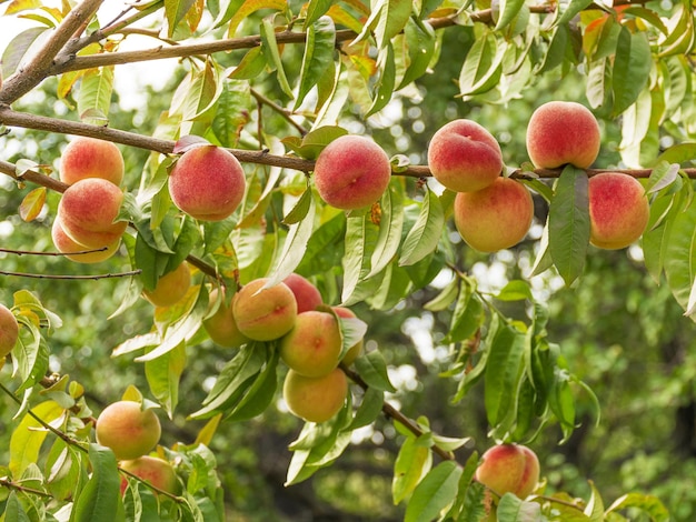 Los melocotones dulces maduros crecen en un árbol en el jardín