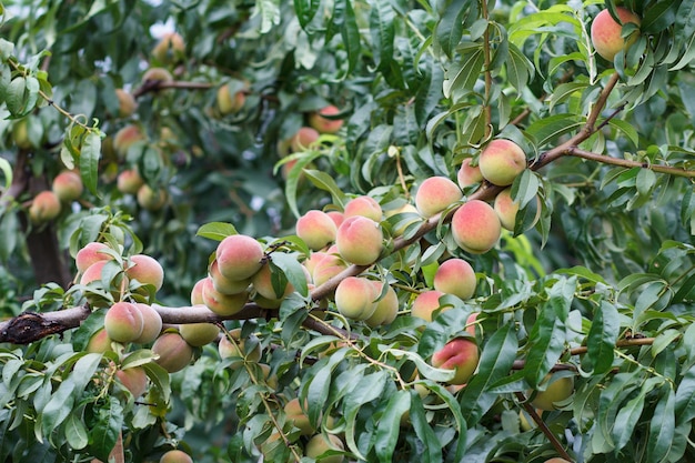 Melocotones maduros colgando del árbol en el huerto.