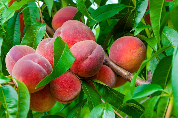 Melocotones rojos maduros en una rama de árbol.