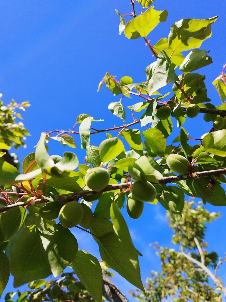 Melocotones verdes en primavera en el jardín