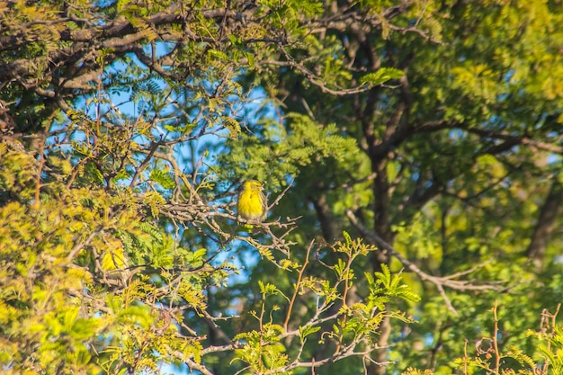 Melodiöse Europäische Serin-Vögel, die zwischen Bäumen thronen