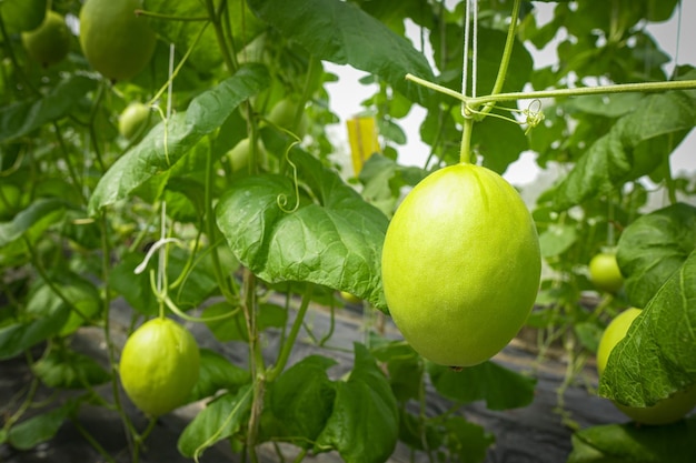 Foto melões orgânicos cultivados em áreas controladas na tailândia, foco selecionado.