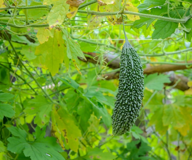 Melón amargo (Momordica charantia) en su árbol