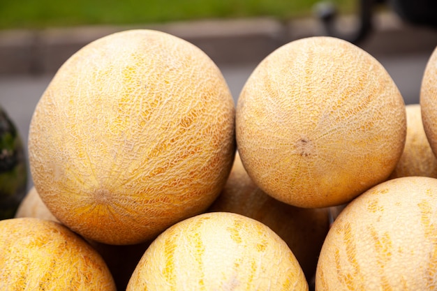 Melón amarillo fresco. Muchos melones en el mercado de agricultores.