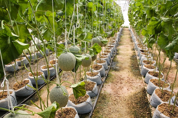 Melon Bio-Produkte von der Farm.