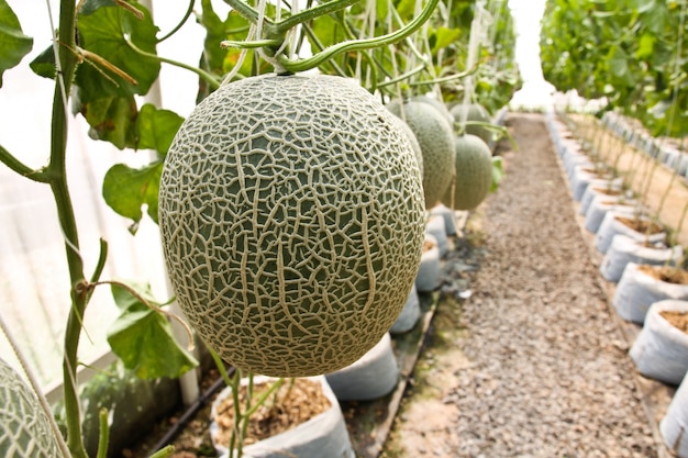 Melon Bio-Produkte von der Farm.