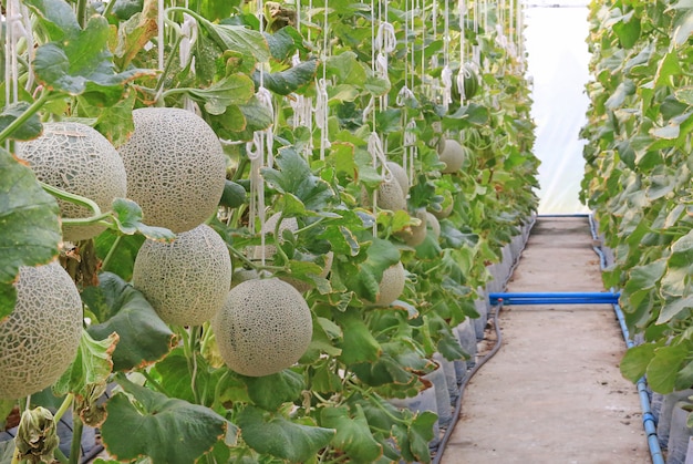 Melón del cantalupo en granja del invernadero.