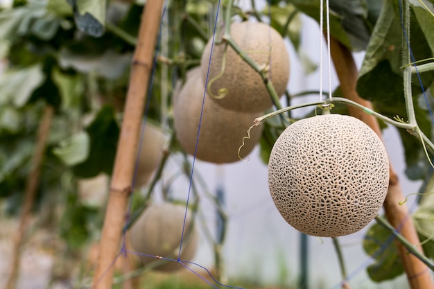 Melón colgando del árbol en el jardín orgánico