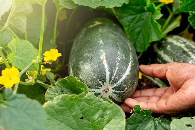 El melón está creciendo.