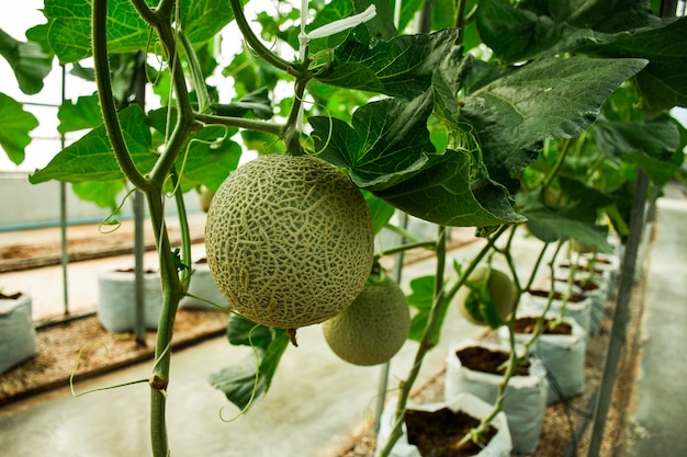 Melon fazenda criadouros.