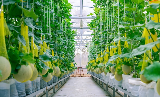 Foto melón fresco en árbol en una granja de plástico con el apoyo de redes de melón de cadena