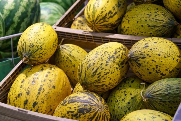 Melón fresco y sandías en el mercado Enfoque selectivo de melones orgánicos frescos