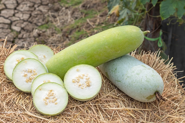 El melón de invierno se corta en trozos sobre la paja.