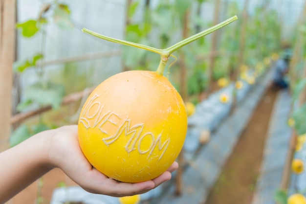 Melón que escribe a la mamá del amor en manos de la muchacha en el jardín.