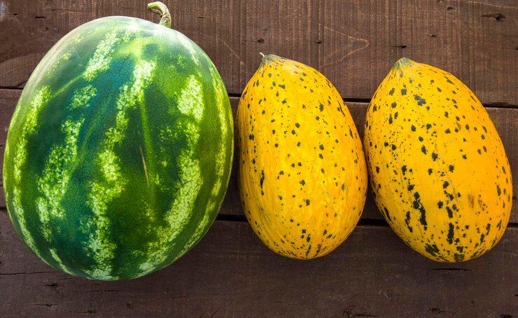 Foto el melón y la sandía se paran al lado de las suculentas de verano