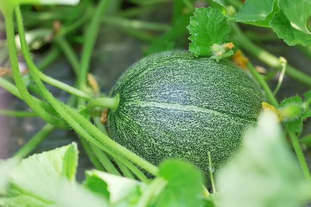 Un melón verde verde crece en una cama en un jardín.