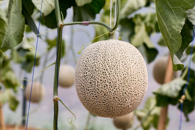 Melone, die vom Baum im Biogarten hängt