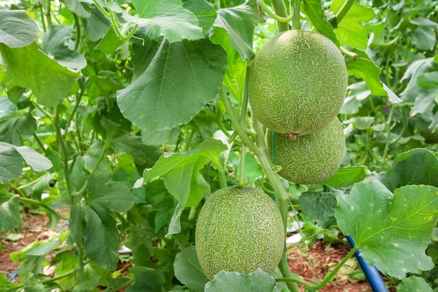 Melonen- oder Cantaloupe-Melonen, die von Melonennetzen unterstützt werden, die gelbe Melone mit Blättern und Sonnenlicht in der Farm, die auf die Ernte wartet.