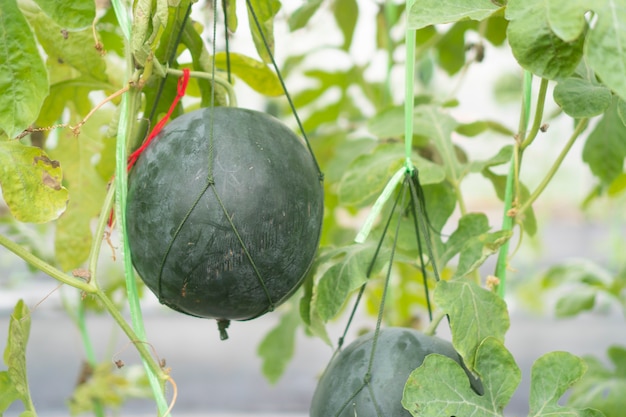 Melonenanbau im Gewächshaus