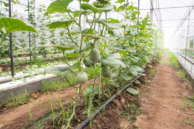 Melonenhof in Thailand