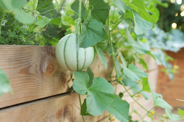 Melonenpflanze im Garten