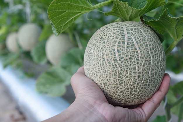 Melones frescos o plantas de melones verdes que crecen en invernaderos sostenidos por redes de melón.
