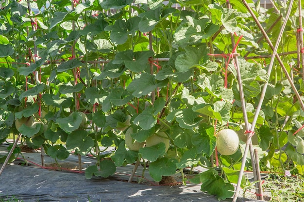 Melones en el jardínÁrbol de melón japonés que crece en el jardínFrutos de melón y plantas de melón en un huerto